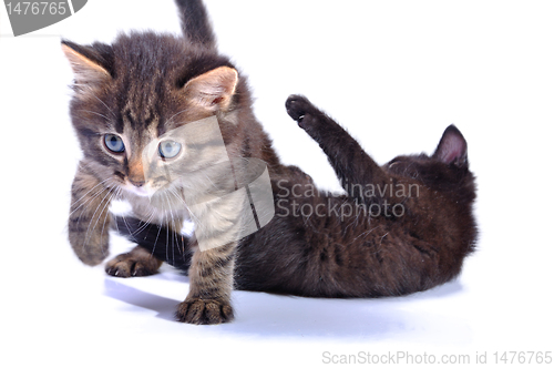 Image of kittens playing together