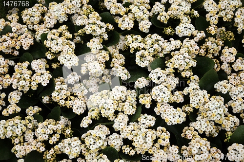 Image of flowers in garden