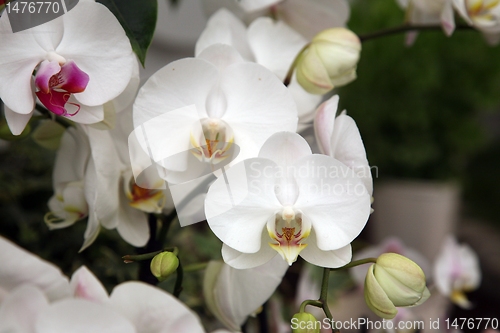 Image of orchid flowers