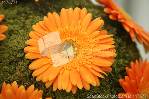 Image of gerber flower