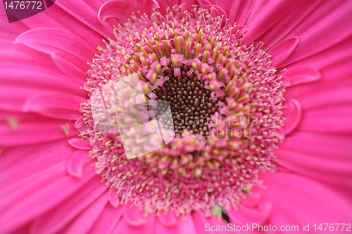 Image of gerber flower