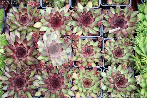 Image of An image of hothouse seedlings in small pots
