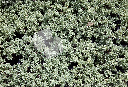 Image of An image of hothouse seedlings in small pots