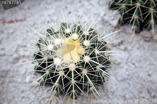 Image of Cactus