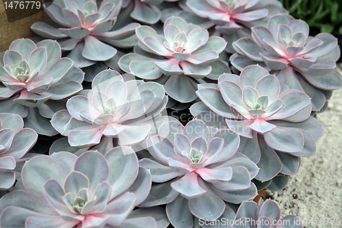 Image of Sempervivum tectorum in closeup, housekeep