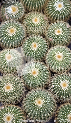Image of Cactus