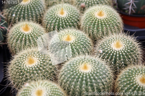 Image of Cactus