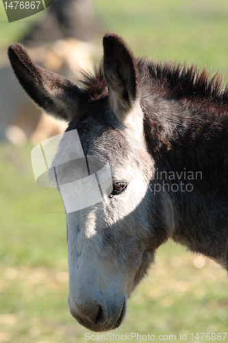 Image of portrait head of an ass in the nature