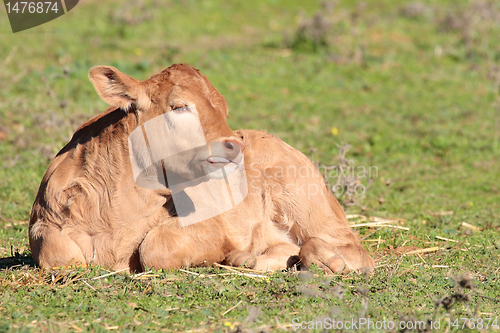 Image of calf lying on the grass in landscape