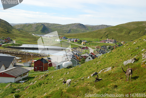 Image of Norkapp deers at Skarsvag village in Mageroya 