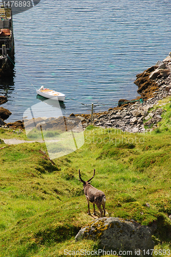 Image of Deer looking at sea in Mageroya islend 