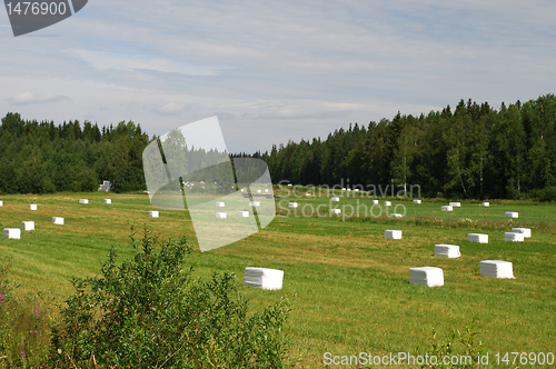 Image of Meadows of  Northern Savonia in Eastern Finland 
