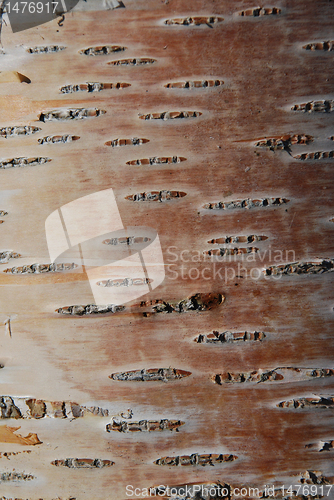 Image of  Bark sublayer of nordic birch