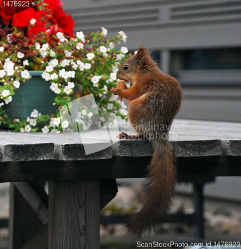 Image of Squirrel eating an ice cream 