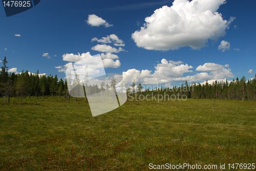 Image of Dangerous and beutyful marsh of Northern Ostrobothnia 