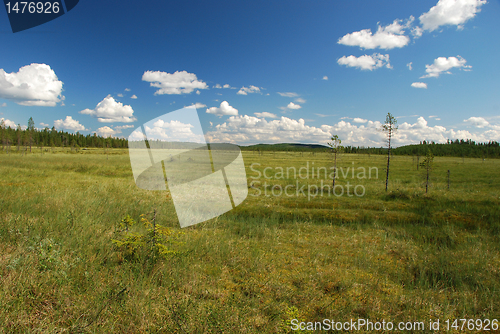 Image of lonely trees in large  marsh of Northern Ostrobothnia