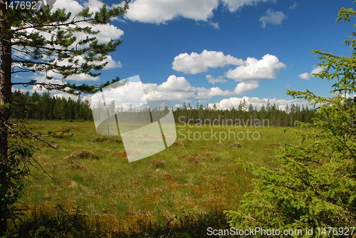 Image of marsh of Northern Ostrobothnia in Finland