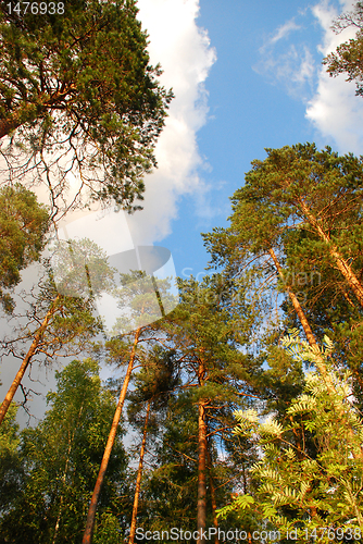 Image of Trees and the sky.