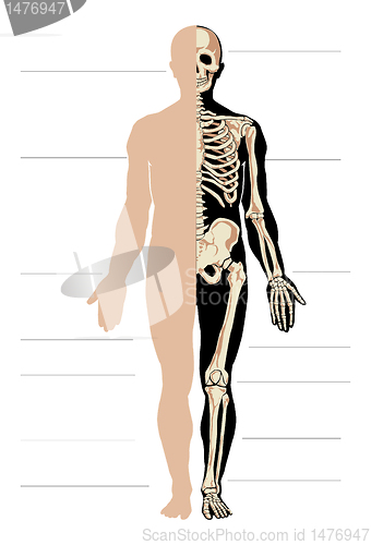 Image of Man body and skeleton