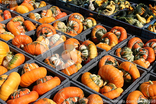 Image of Pumpkins