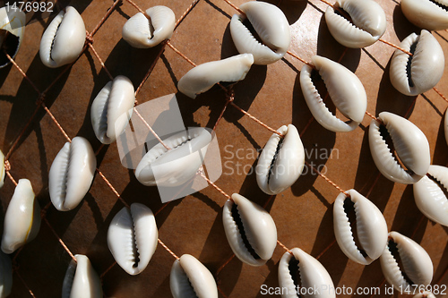 Image of Sea shells