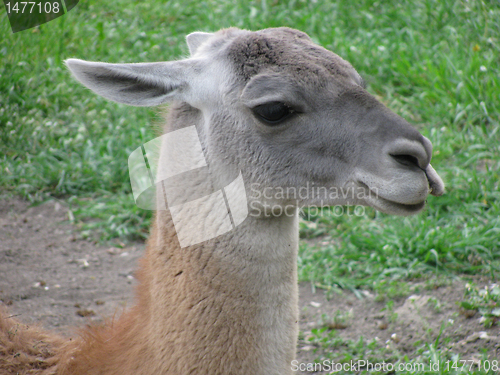 Image of guanaco