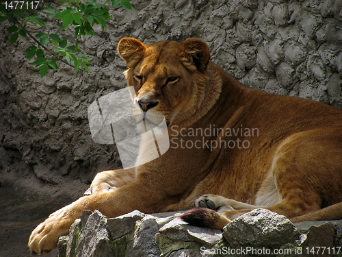 Image of lioness