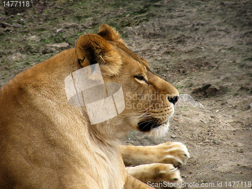 Image of lioness