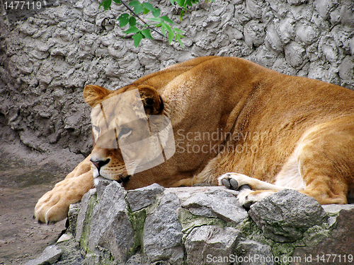 Image of lioness