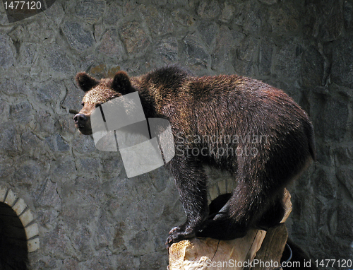 Image of brown bear in zoo