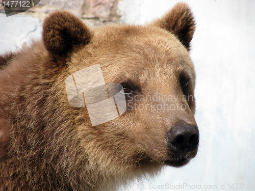 Image of portrait of bear