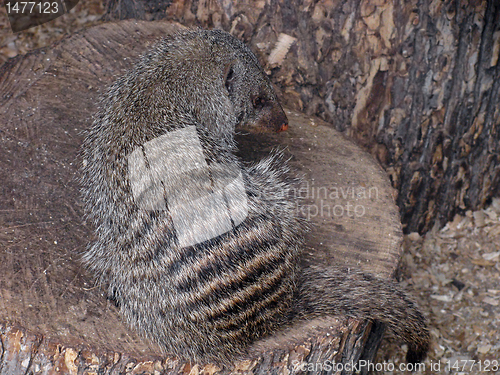 Image of mongoose