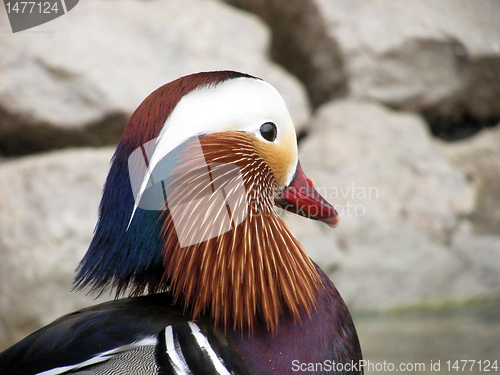 Image of mandarin duck