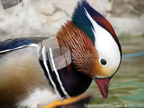 Image of mandarin duck