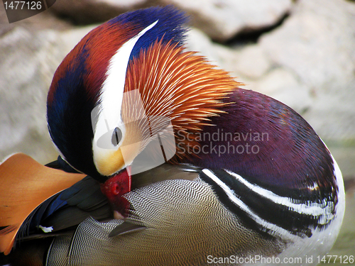 Image of mandarin duck