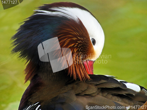 Image of mandarin duck 