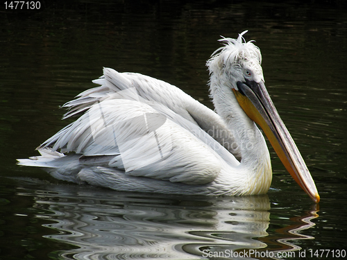 Image of curly pelican