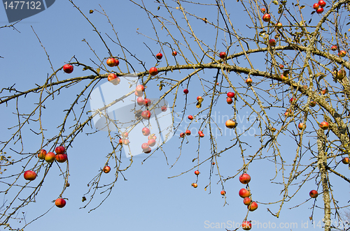 Image of Apple tree branch without leaves but with fruits.