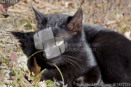 Image of Black cat with yellowish eyes lying on ground.