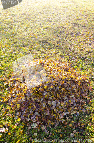 Image of Pile of rape up fallen leaves in autumn.