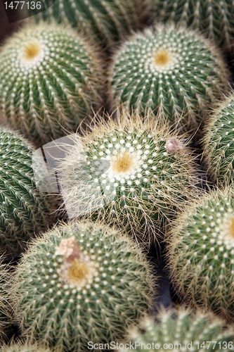 Image of Cactus