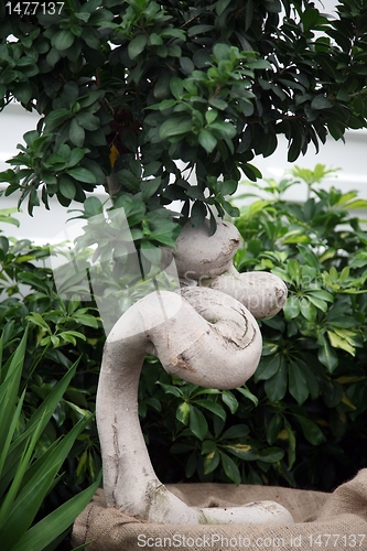 Image of Bonsai tree