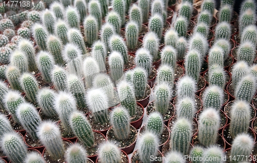 Image of Cactus