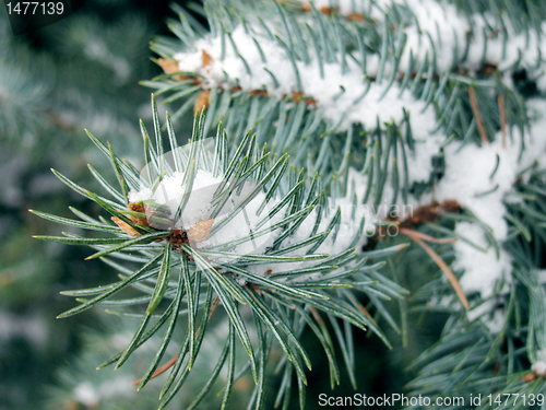 Image of branch of pine under snow 