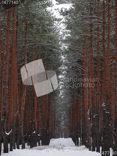 Image of coniferous forest