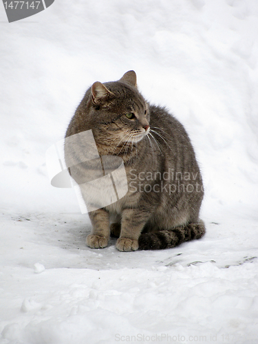 Image of cat on a snow 