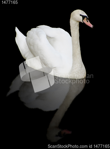 Image of  white swan