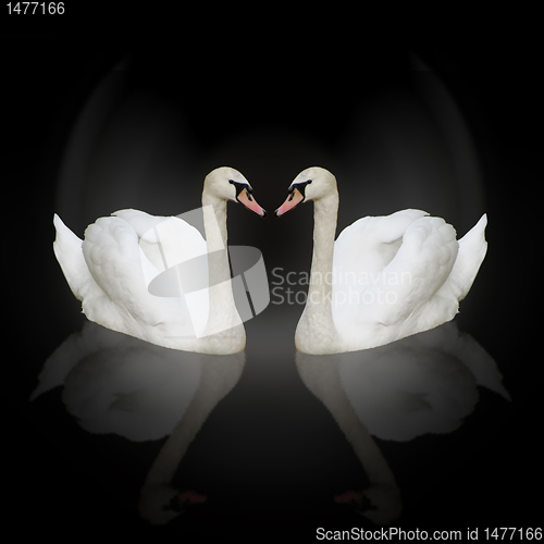 Image of two white swans 