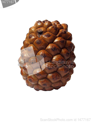 Image of cedar cone