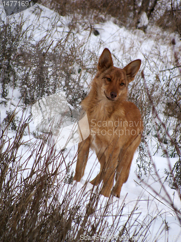 Image of wild dog